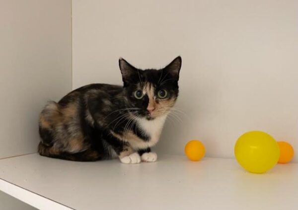 Freya - affectionate and devoted - Image 2