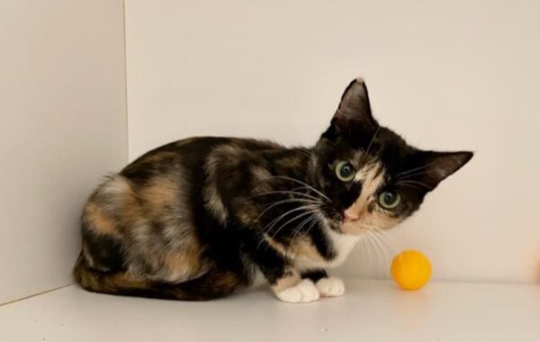 Freya - affectionate and devoted - Image 4