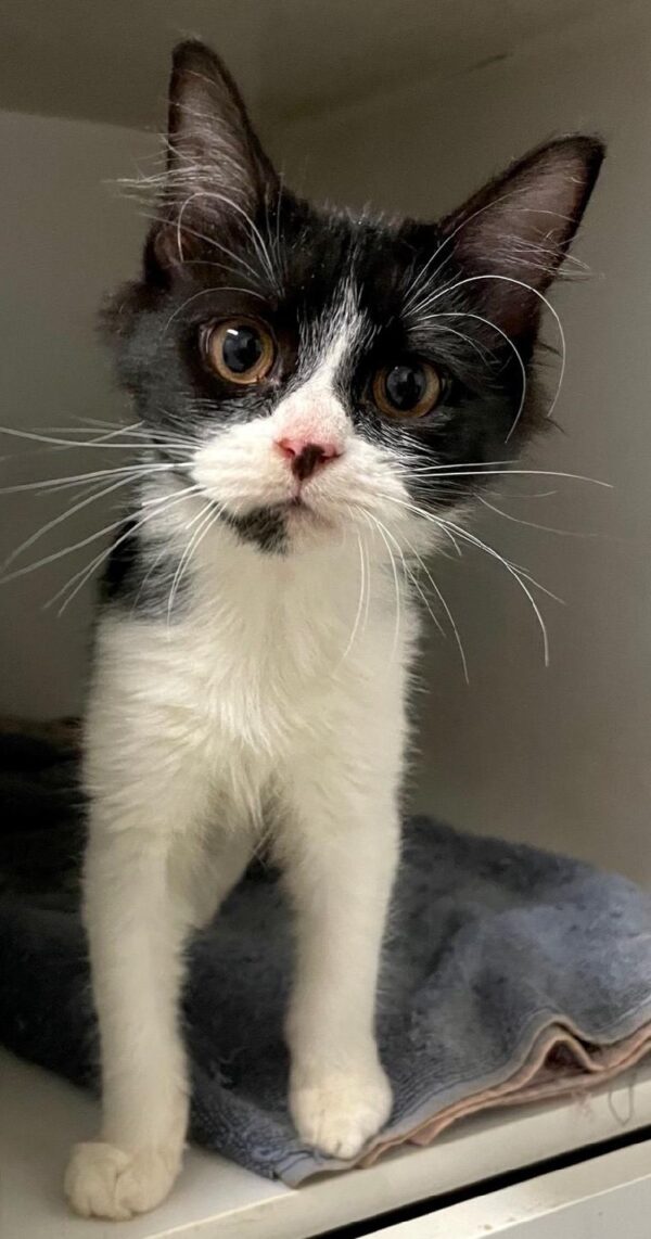 Bonny - sweet kitten