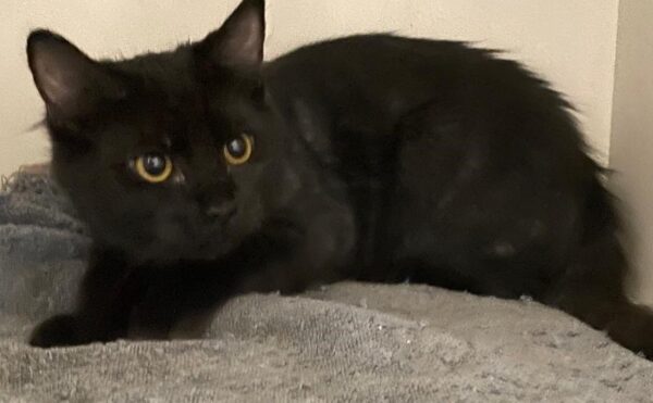 Ricky - curious kitten