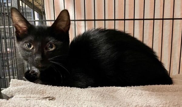 Mouse - playful black kitten - Image 2