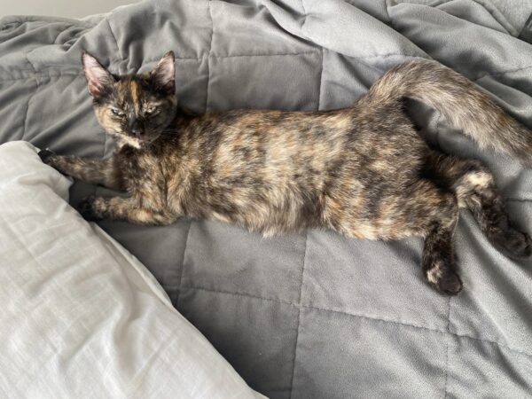 Harley - Cuddly purr-machine - Image 2