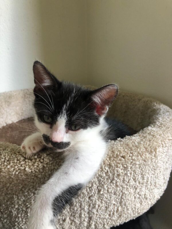 Charlie - cuddly and curious kitten - Image 4