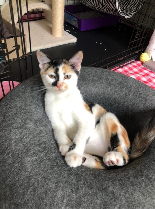 Geisha - cuddly little companion - Image 3