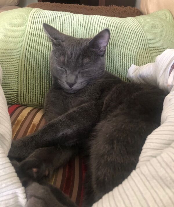 Mark - little cuddle monster - Image 4