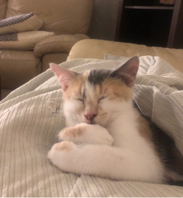 Daisy - adventurous and cuddly kitten - Image 2