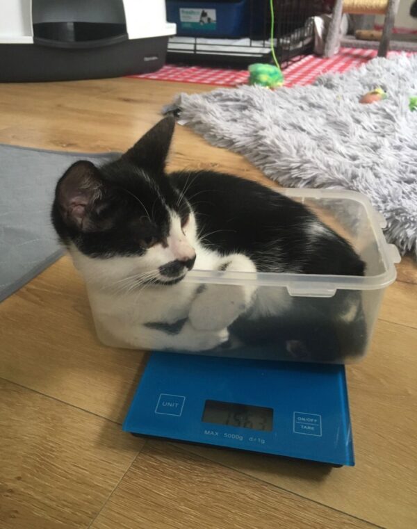 Charlie - cuddly and curious kitten - Image 2