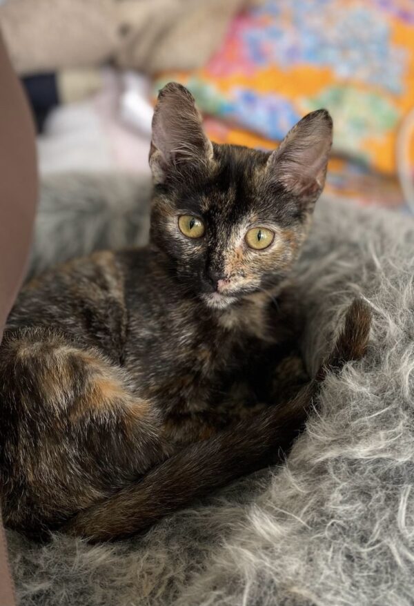 Quinn - Affectionate cutie