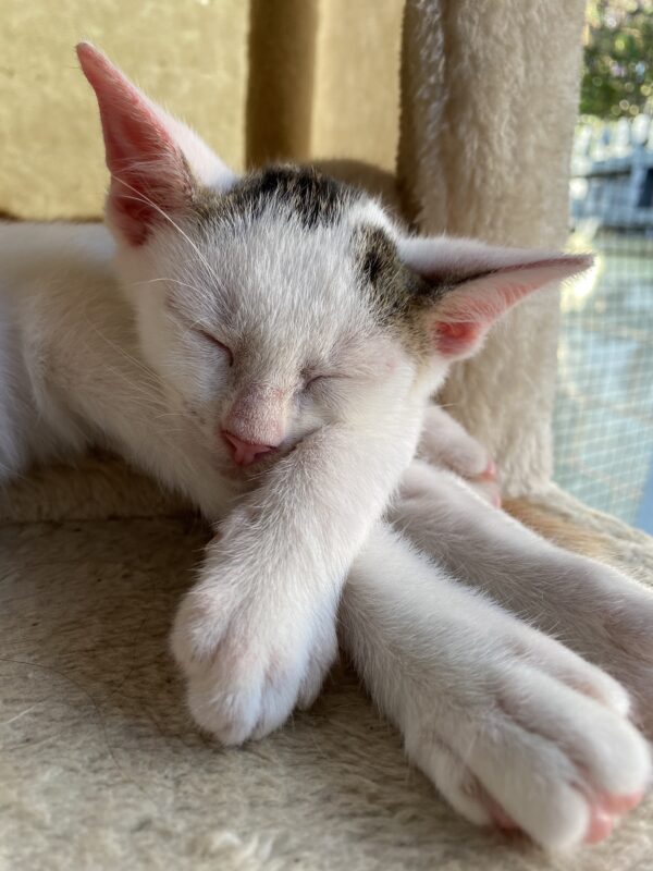 Cillian Meowphy - Cuddly and playful kitten - Image 2