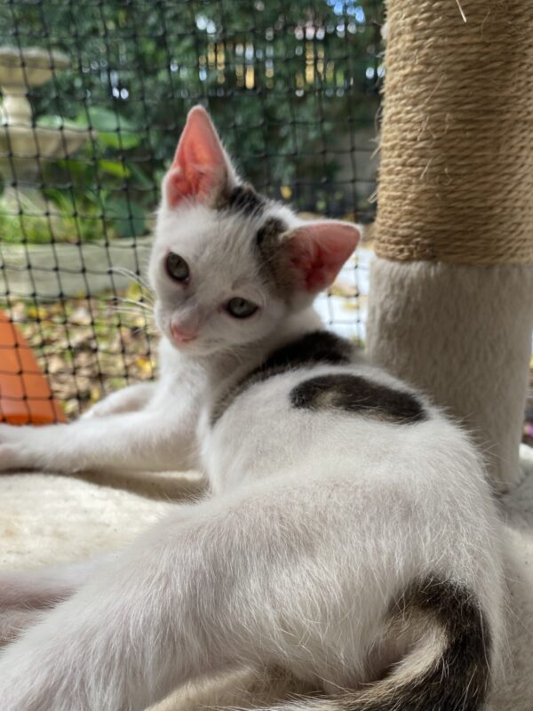 Cillian Meowphy - Cuddly and playful kitten