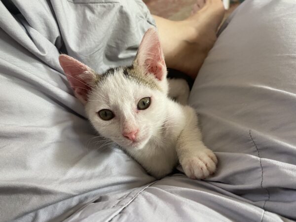 Cillian Meowphy - Cuddly and playful kitten - Image 3
