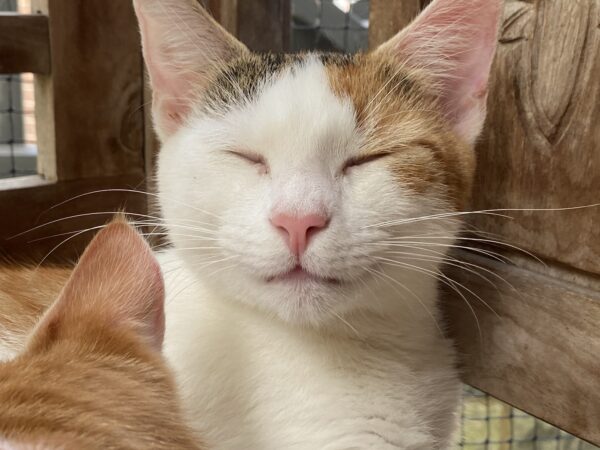 Cindy - Talkative companion - Image 2