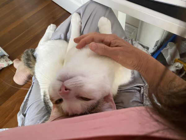 Cindy - Talkative companion - Image 3