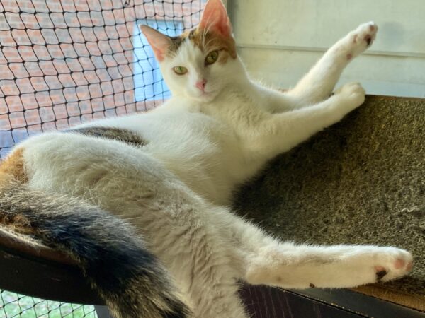 Cindy - Talkative companion