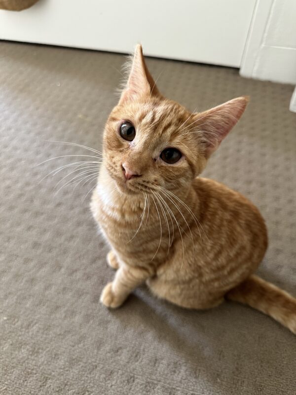 Oliver - super friendly lap kitten