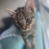 Cookie - Affectionate little companion