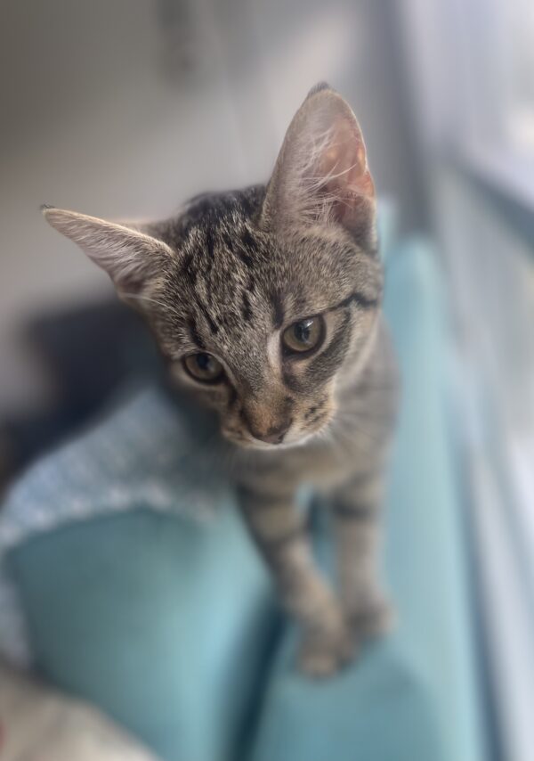 Cookie - Affectionate little companion