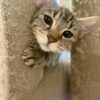 Cookie - Affectionate little companion - Image 2