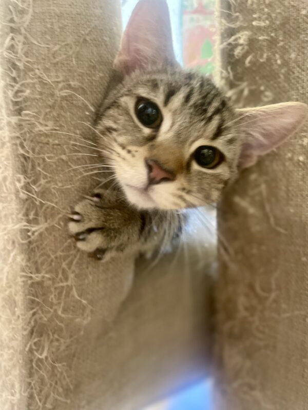 Cookie - Affectionate little companion - Image 2