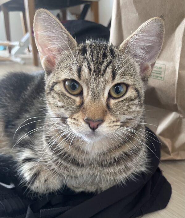 Miso - Affectionate and laidback kitten