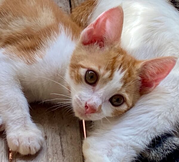 Rufus Mewell - Sweet lap kitten