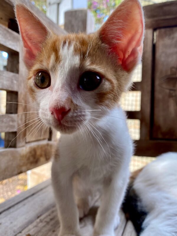 Rufus Mewell - Sweet lap kitten - Image 3