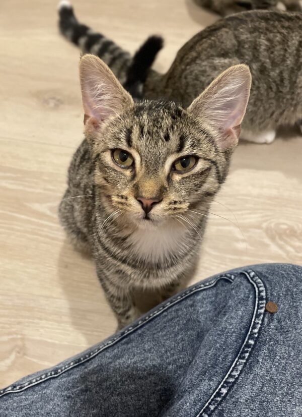 Popcorn - Super affectionate lovebug - Image 3