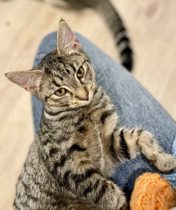 Popcorn - Super affectionate lovebug