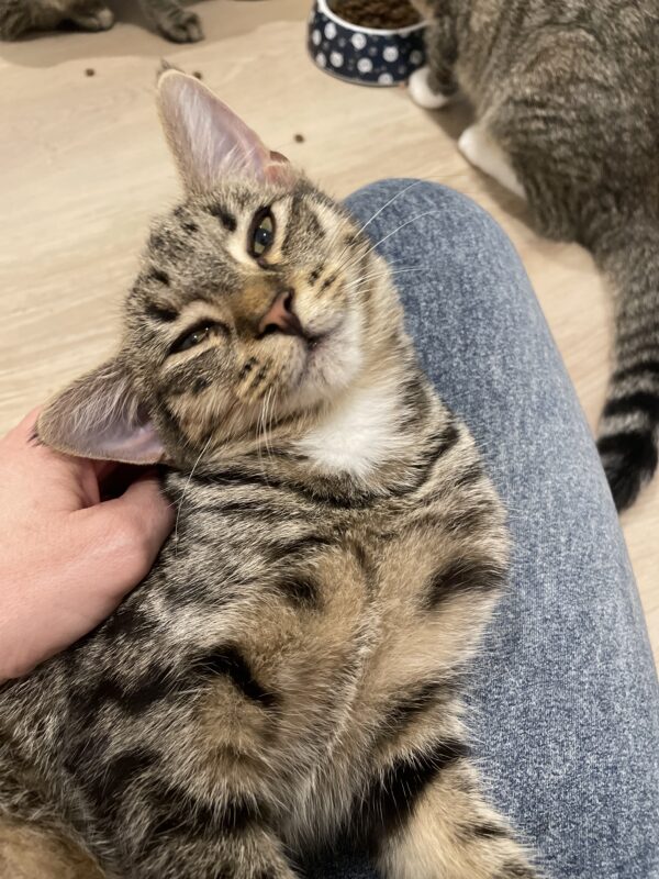Popcorn - Super affectionate lovebug - Image 2