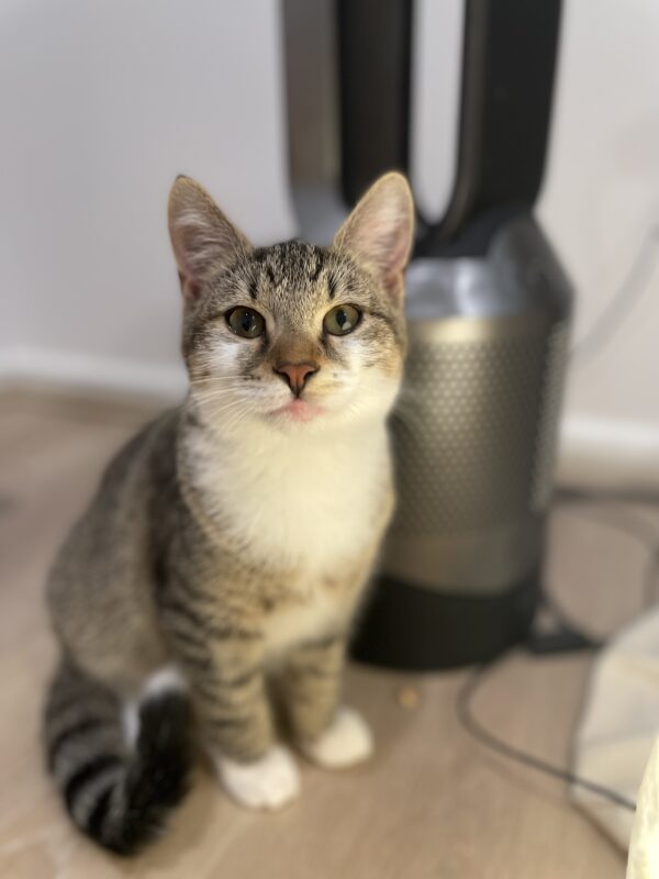 Milkshake - Cuddly purr-machine - Image 2