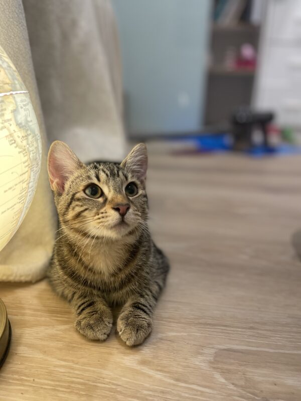 Miso - Affectionate and laidback kitten - Image 2