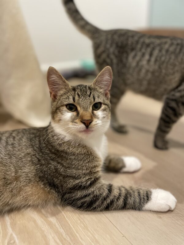 Milkshake - Cuddly purr-machine - Image 3