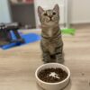 Cookie - Affectionate little companion - Image 3