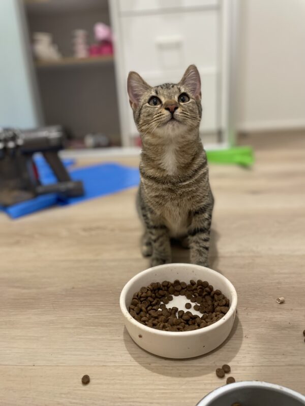 Cookie - Affectionate little companion - Image 3