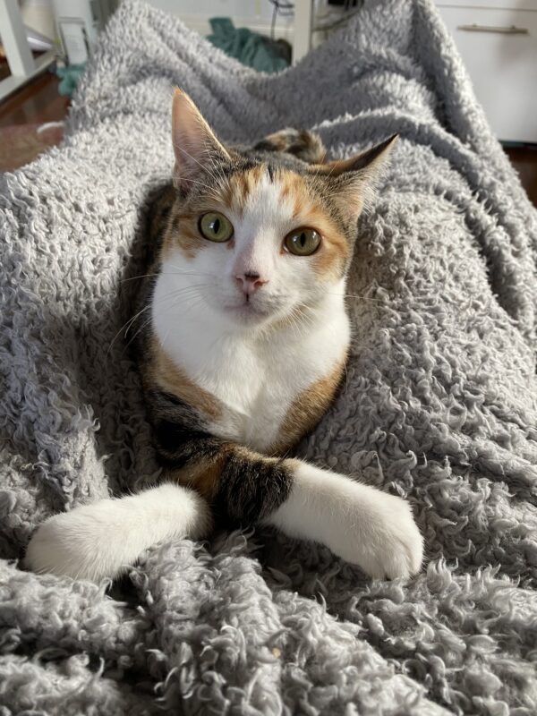 Keira - curious and affectionate lap kitten - Image 6