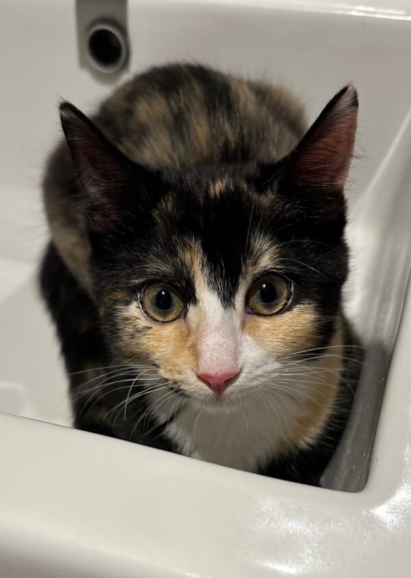 Poppy - Playful and affectionate kitten - Image 5