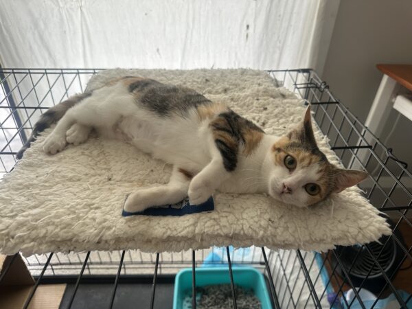 Keira - curious and affectionate lap kitten - Image 3