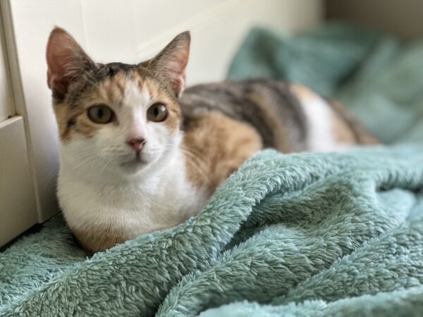 Keira - curious and affectionate lap kitten - Image 4