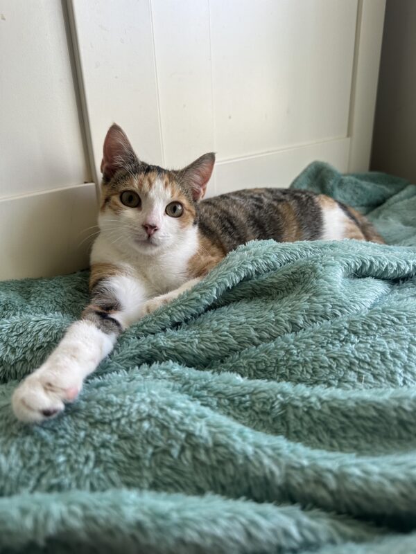 Keira - curious and affectionate lap kitten - Image 2