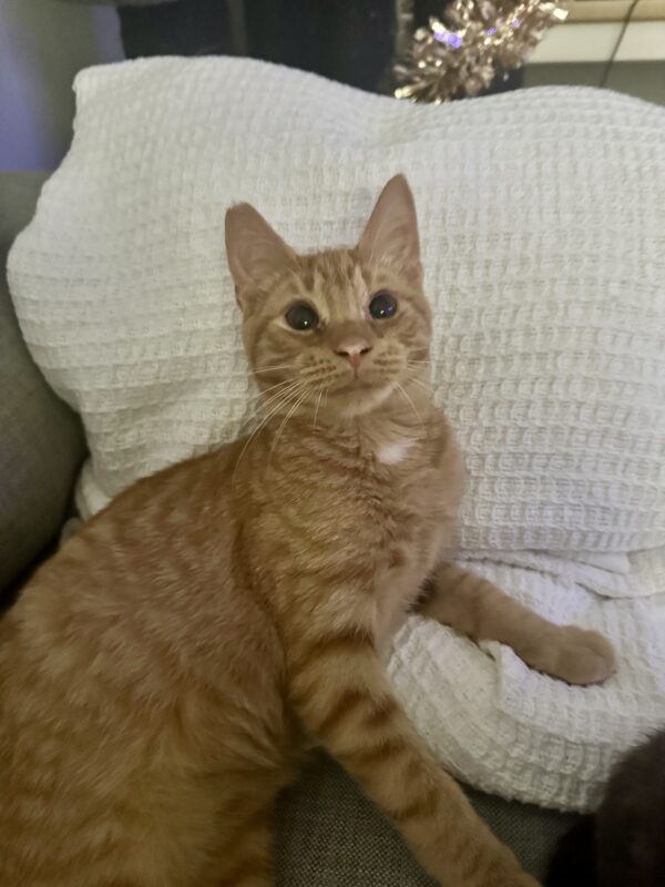 Oliver - super friendly lap kitten - Image 2