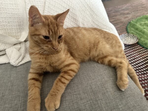 Oliver - super friendly lap kitten - Image 3