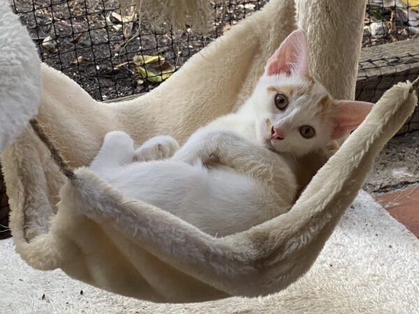 Indiana Ginge - Easygoing and curious kitten
