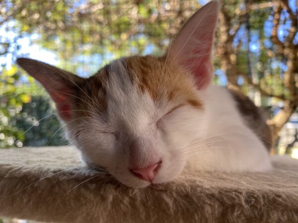 Naomi Catbell - Energetic and adorably cuddly kitten - Image 3