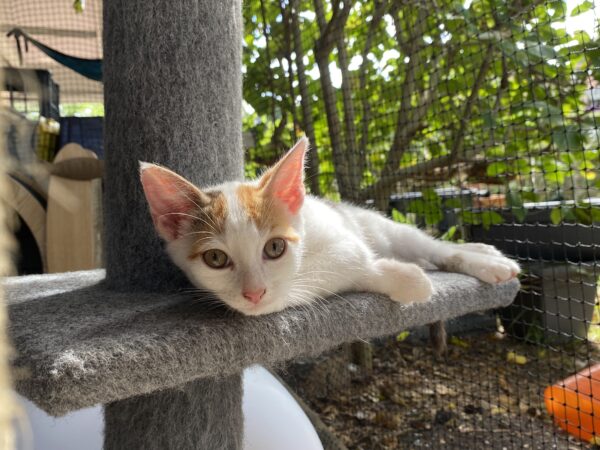 Naomi Catbell - Energetic and adorably cuddly kitten - Image 2