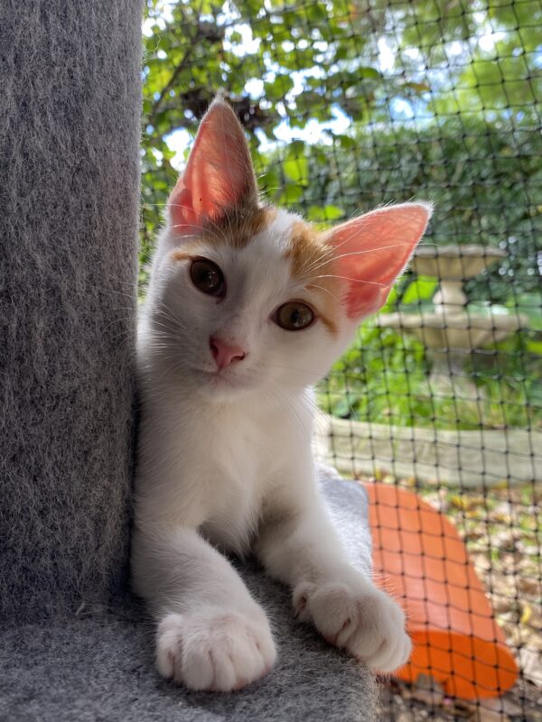 Naomi Catbell - Energetic and adorably cuddly kitten