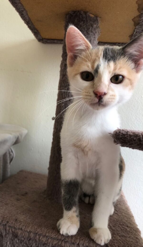 Daisy - adventurous and cuddly kitten - Image 3