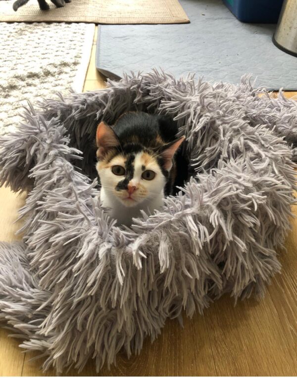 Geisha - cuddly little companion - Image 2