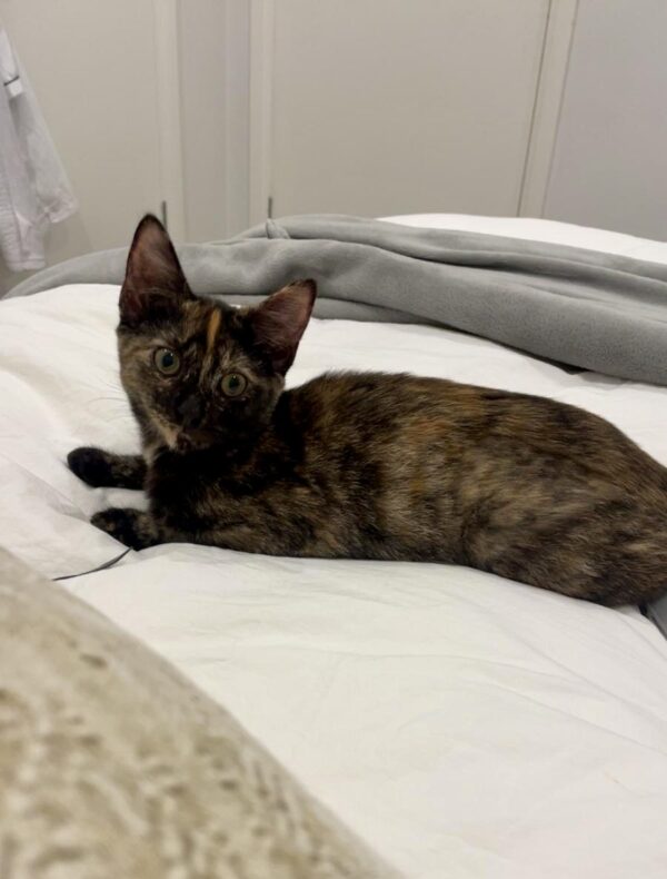 Harley - Cuddly purr-machine - Image 4