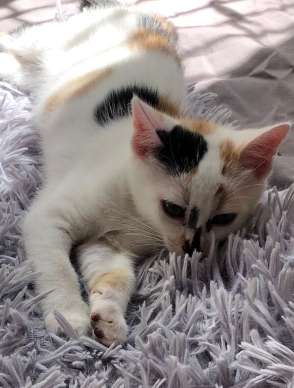 Flick - cuddly lap kitten - Image 2