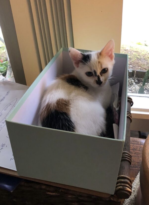 Flick - cuddly lap kitten - Image 3